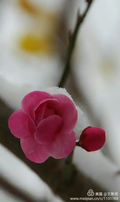 梅花欢喜漫天雪