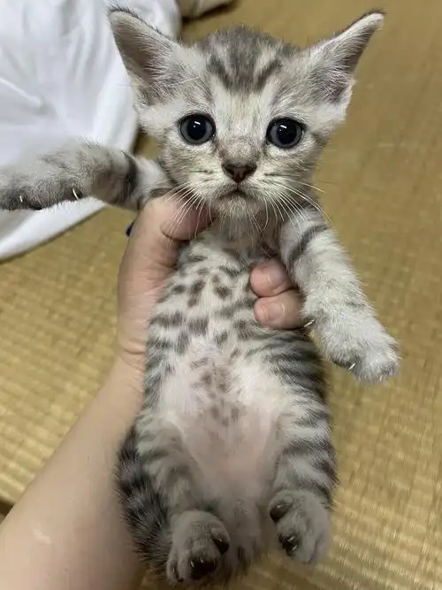 自家生的虎斑英短小偿领养