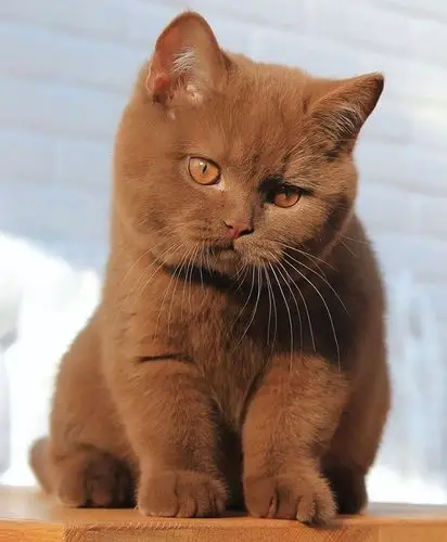 这是一只肉桂色的猫熊zt