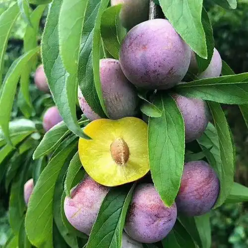 四川汶川高山脆红李 5斤中大果脆李半边红李子脱骨脆甜李子发顺丰
