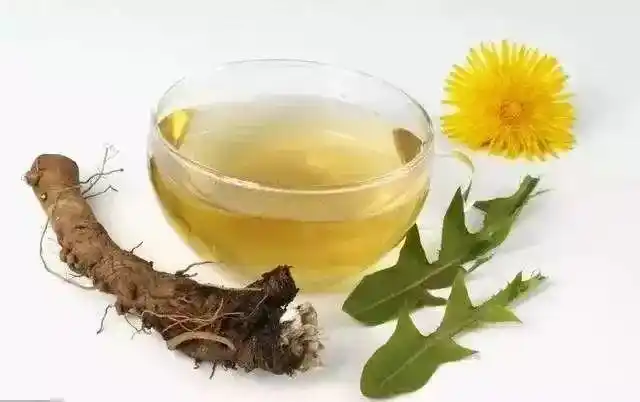 蒲公英泡水喝好处太多了,不过这几点禁忌要注意!