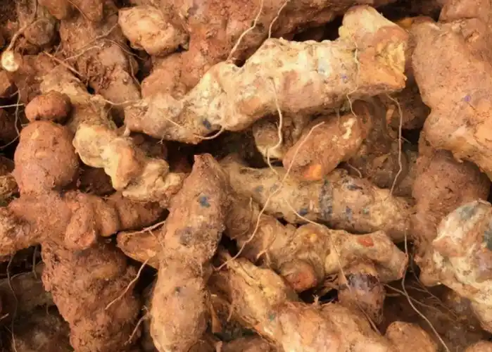 土茯苓是一个流传很广的中药名称,它的学名叫光叶菝葜.