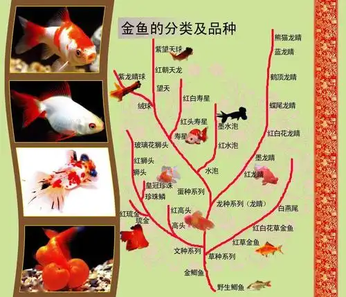 云游动物园_金鱼