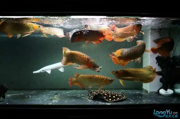 6m混养缸更新,龙鱼16条.重新更新独照 2014-11-5