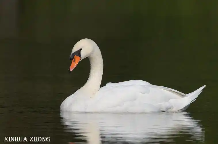 野生白天鹅