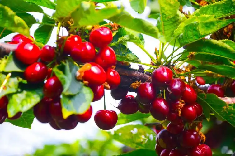 珍珠玛瑙般的红樱桃晶莹剔透