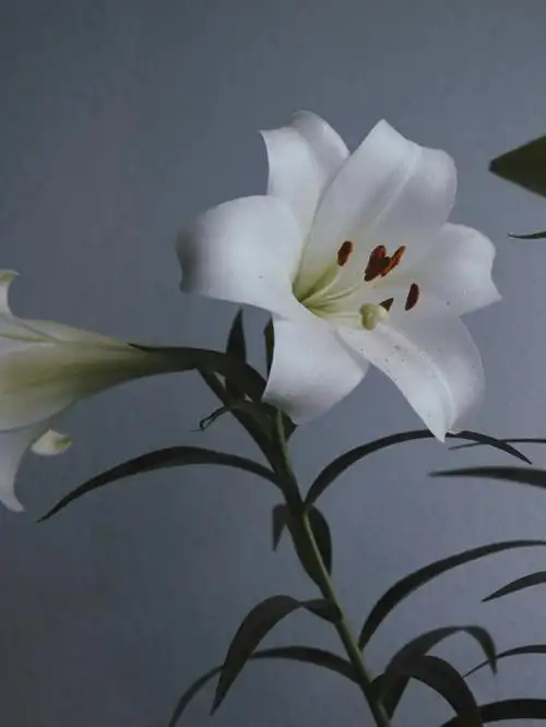 历经两个月  终于开花  超级好闻  也简洁好看  第一次种百合  花苞