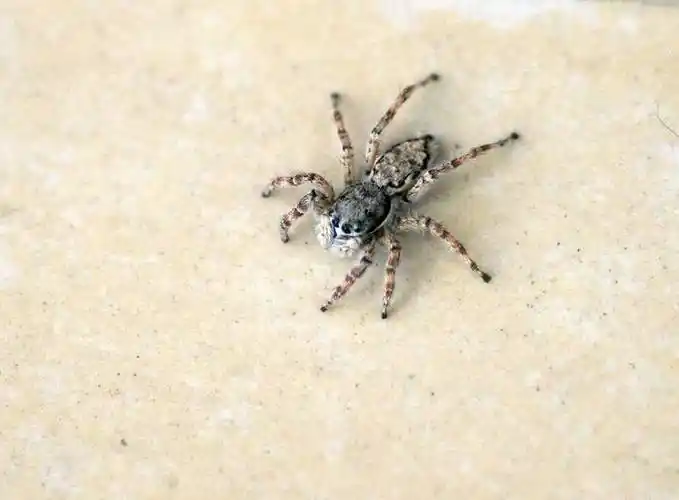 喜蛛报喜时间打死喜蛛有什么后果喜蛛有毒吗它真的会报喜吗2