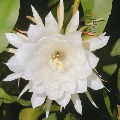 昙花悄悄的开了