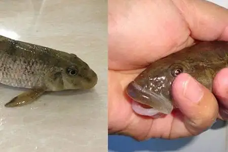 【图】清蒸猪尾巴鱼味道很鲜嫩 这样做闻起来就要流口水