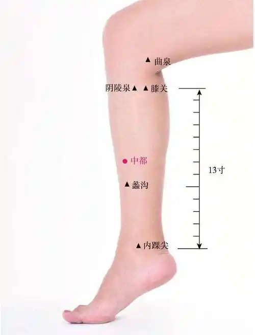 足厥阴肝经:中都穴-经络穴位-大道家园