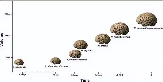 产道|婴儿|大头|脑容量|直立行走_网易订阅