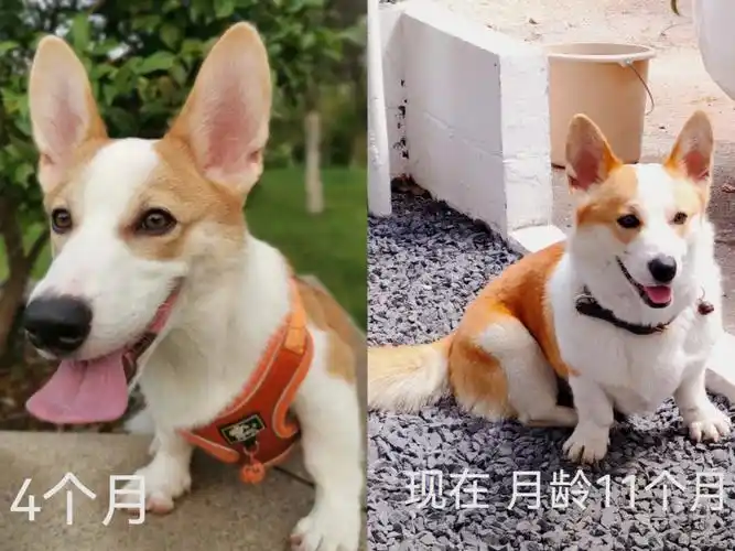 柯基的尴尬期是真的存在