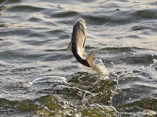 经常看见鱼跳出水面,但就是不咬钩,很有可能是这几个原因导致的__凤凰