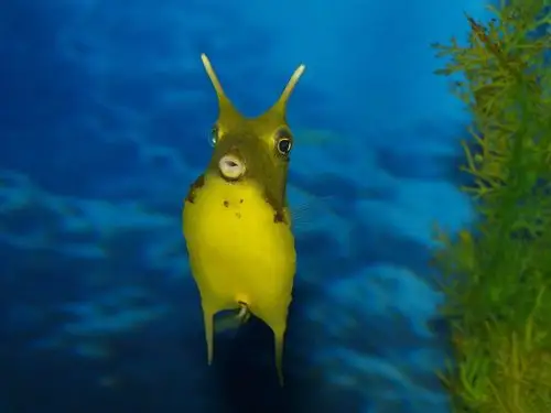 有趣的海洋生物-2013年动物世界壁纸