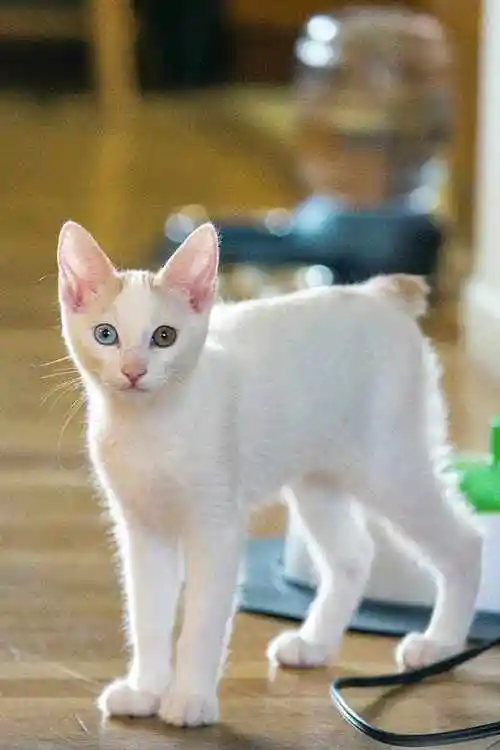 日本短尾猫的品种介绍?怎么购买日本短尾猫?