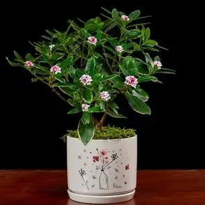 金边瑞香盆栽老桩浓香型花卉植物室内花客厅冬季耐寒好养开花不断