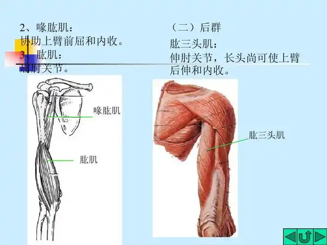 3-3 肌学_word文档在线阅读与下载_无忧文档