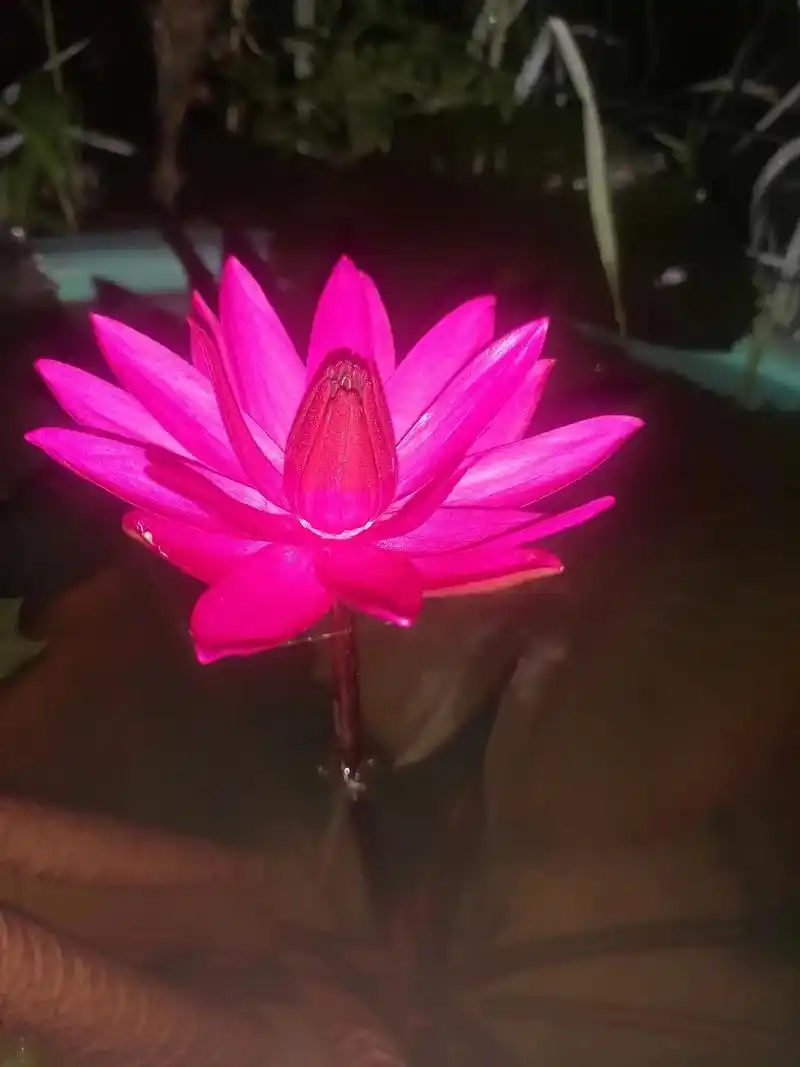 红色闪耀 #夏日荷花别 - 抖音