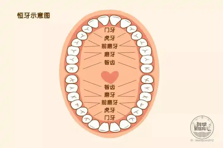 牙齿的萌出顺序是怎样的?