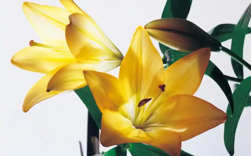 云裳仙子淡雅百合花图片-花卉壁纸-高清花卉图片-第7图-娟娟壁纸