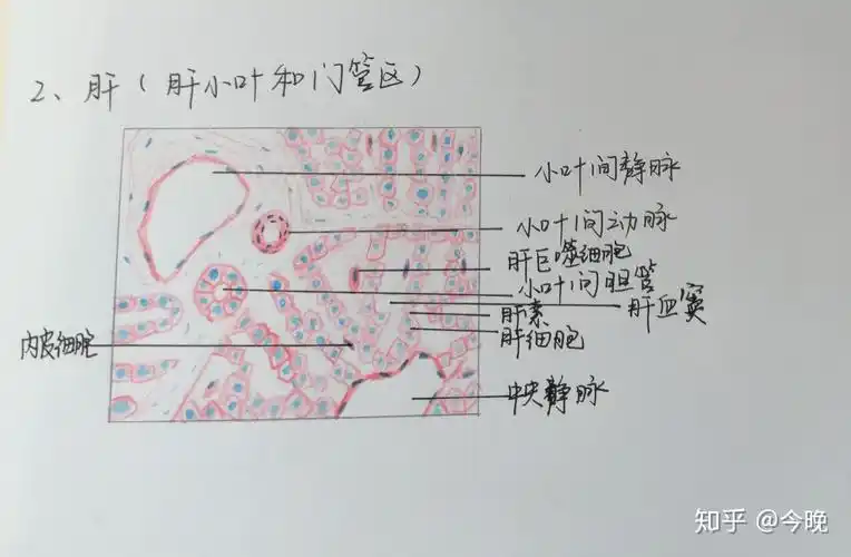 组胚红蓝铅笔图小小学渣记录一下学到哪里就更到哪里