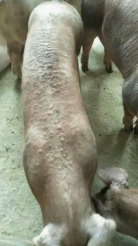 最近几例"猪皮疹"病例的处理心得