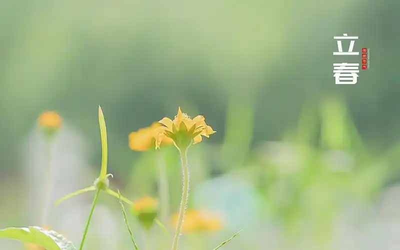 立春时节清新唯美风光,节日合集-回车桌面