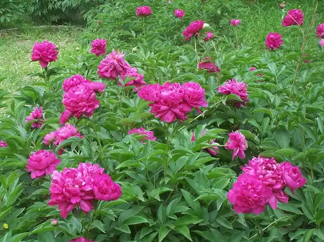 芍药的药用 - 药用植物 - 景观设计网 - powered by discuz!