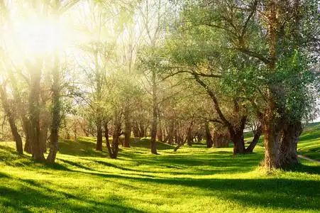 太阳林间空地图片