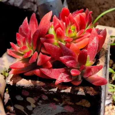 室内赤鬼城红叶祭云南露养多肉植物盆栽稀有品种新款肉肉清仓包邮