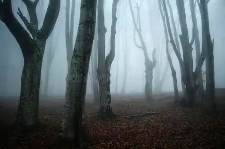 恐怖森林图片