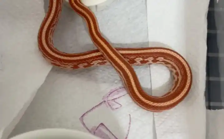 白化显直玉米蛇到家第二十三吃