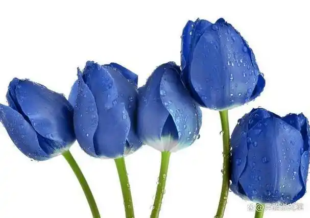 蓝色郁金香花语和寓意:蓝色希望之花续写"爱与忠诚"的华章