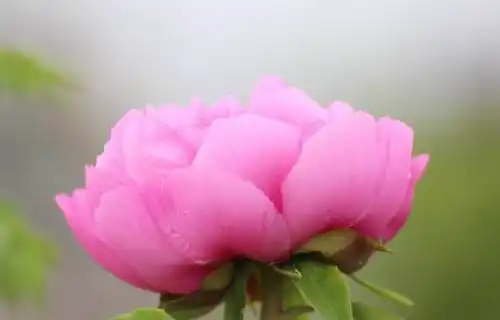 红雪莲原唱红雪莲原唱红雪莲原唱