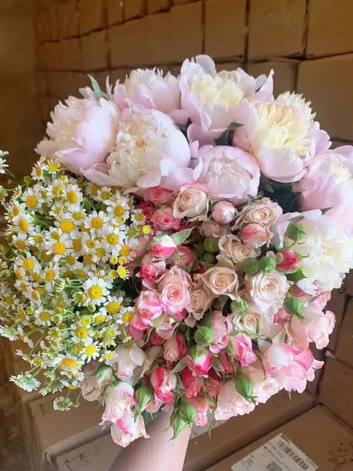 云南鲜花泡泡芍药洋甘菊