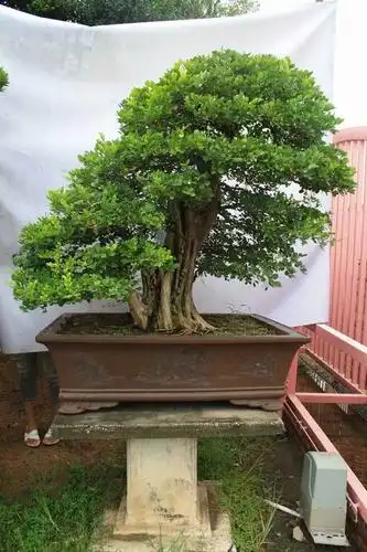 盆栽图片大全集(盆栽图片大全集高清) - 123植物网