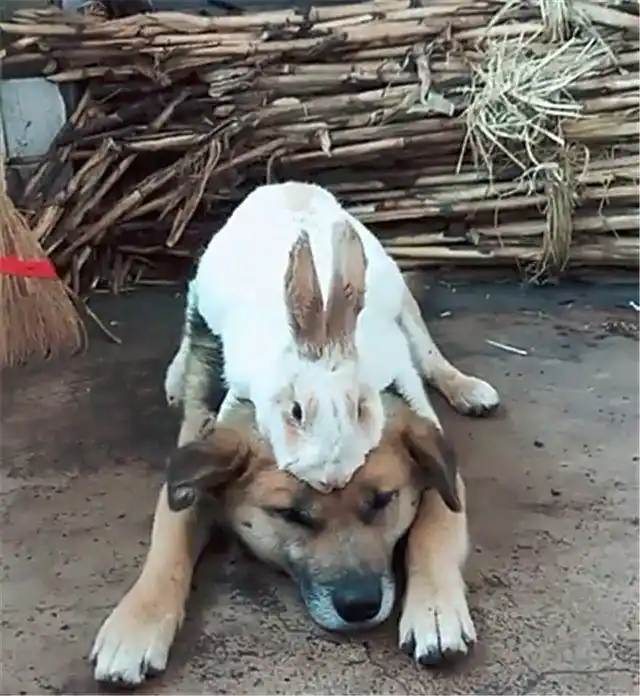 将兔子和狗养在一起隔段时间再去看时疑惑了画风咋跑偏了呢