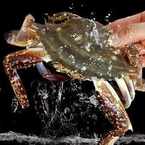 梭子蟹鲜活大螃蟹舟山梭子蟹鲜活冷冻海鲜水产特大海蟹飞白蟹包邮