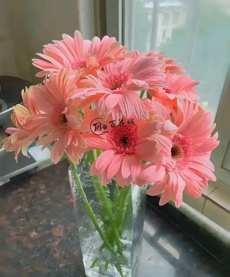 扶朗花又叫非洲菊,太阳花. 花语:神秘,互敬互爱,有毅力, - 抖音