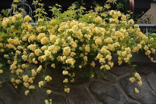 黄木香 期待明年香满墙