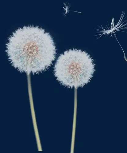 创意蒲公英装饰