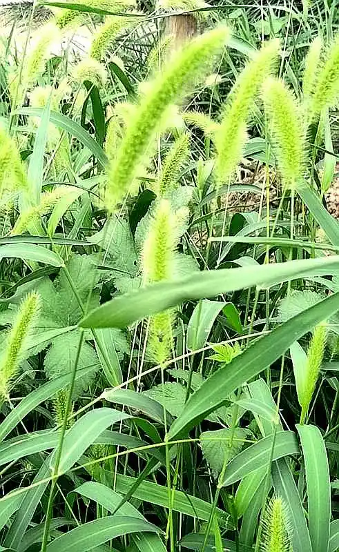 其它 《视作毛草为近邻》 写美篇  《视作毛草为