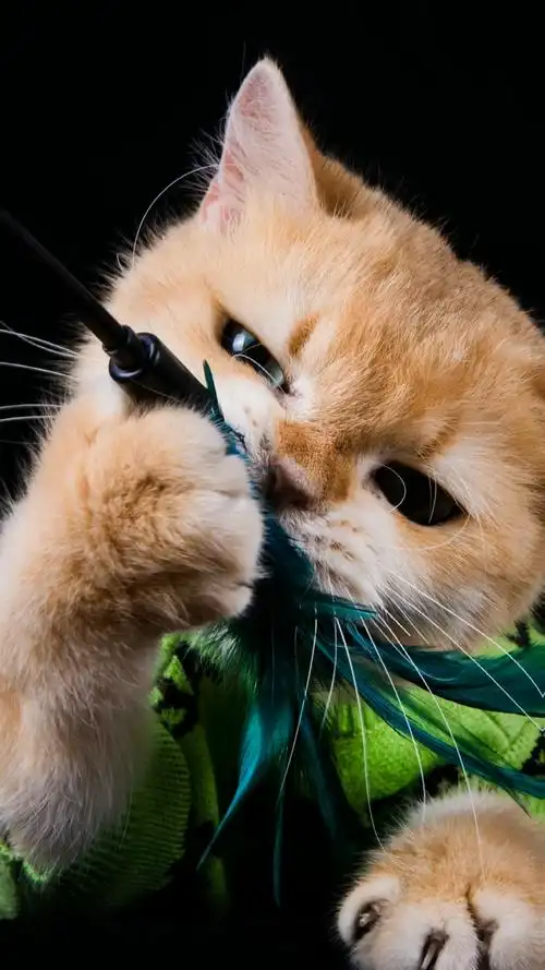 发一个我家猫咪写真的大合集超燃超可爱#萌宠 #萌宠写真