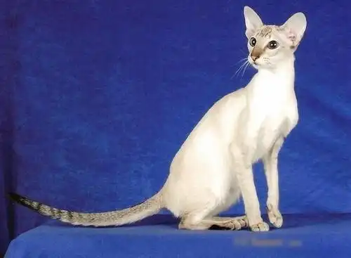 怎样看英国蓝色短毛猫的品相啊?