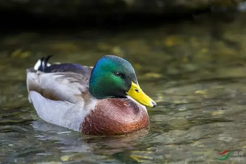 绿头鸭的大头照