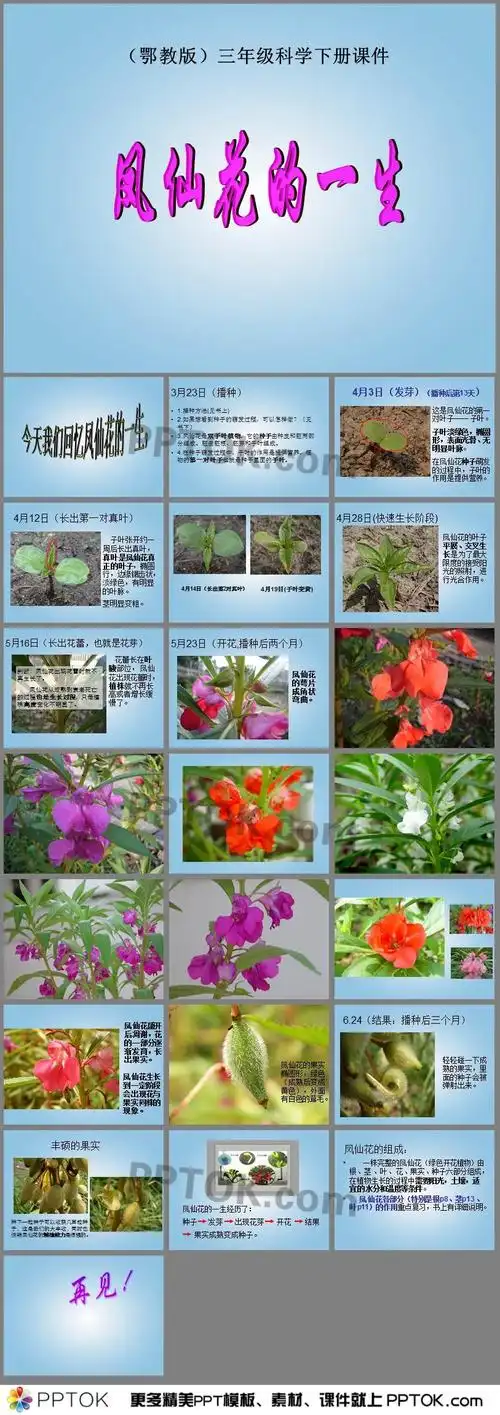 三年级科学下册凤仙花的一生鄂教版课件ppt