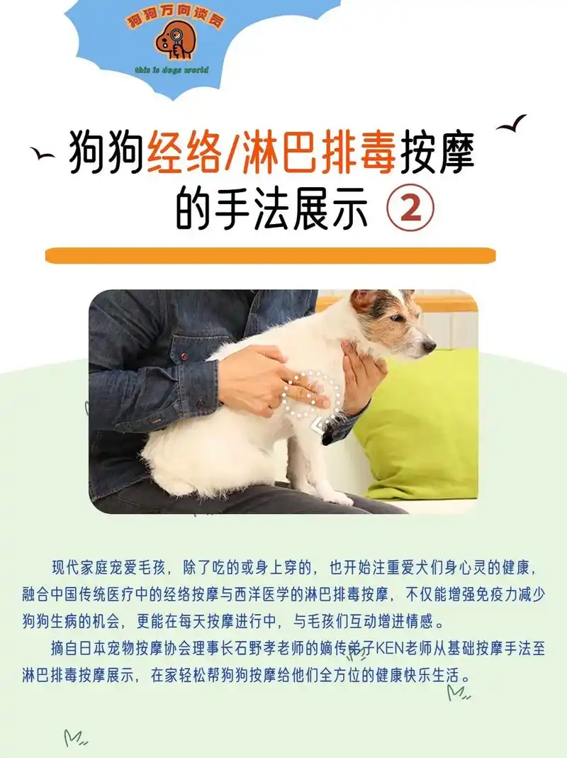 在家给狗狗经络疏通淋巴排毒手法解读.
