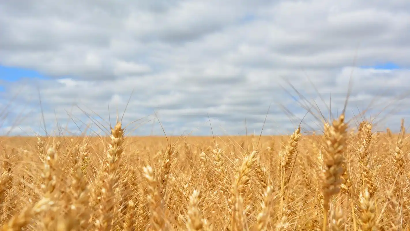 精选麦田唯美风景图片桌面壁纸