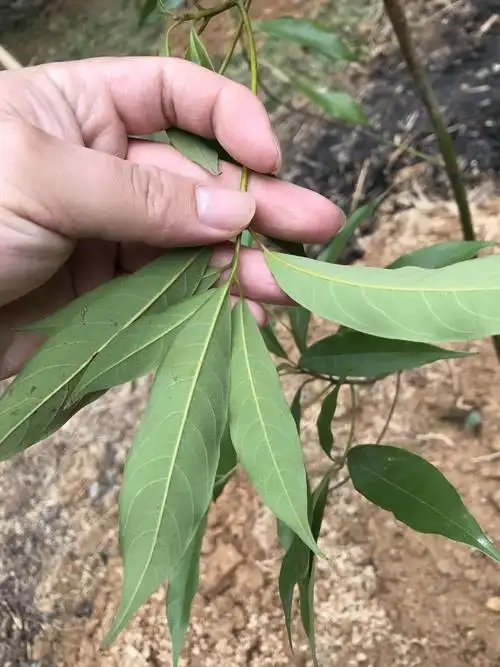 这个是金丝楠木的叶子吗